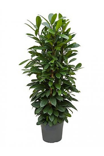 plant Ficus