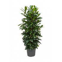 plant Ficus