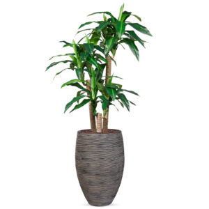 Kunstplant Dracaena Fragans