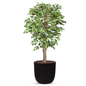 Kunstplant Ficus Bont